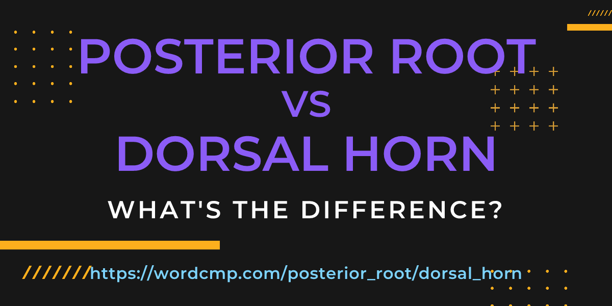 Difference between posterior root and dorsal horn