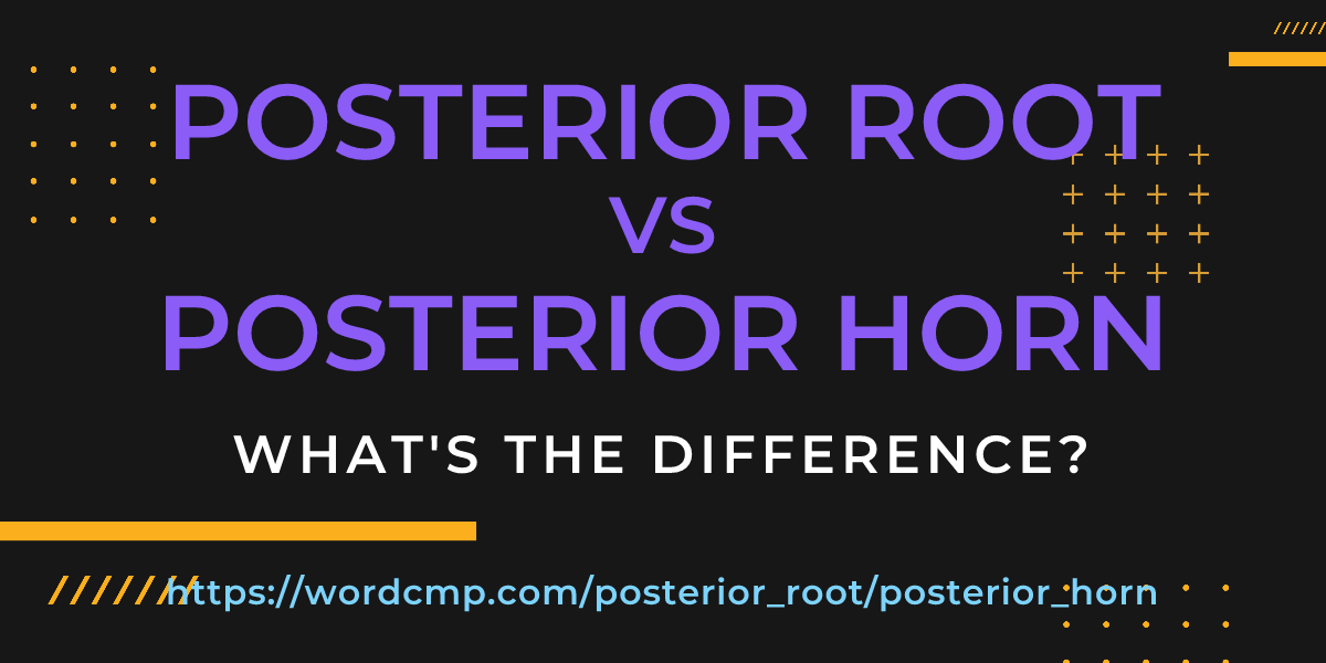 Difference between posterior root and posterior horn