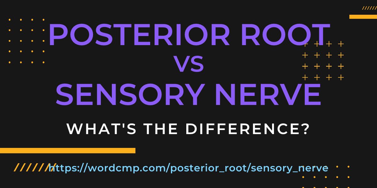 Difference between posterior root and sensory nerve