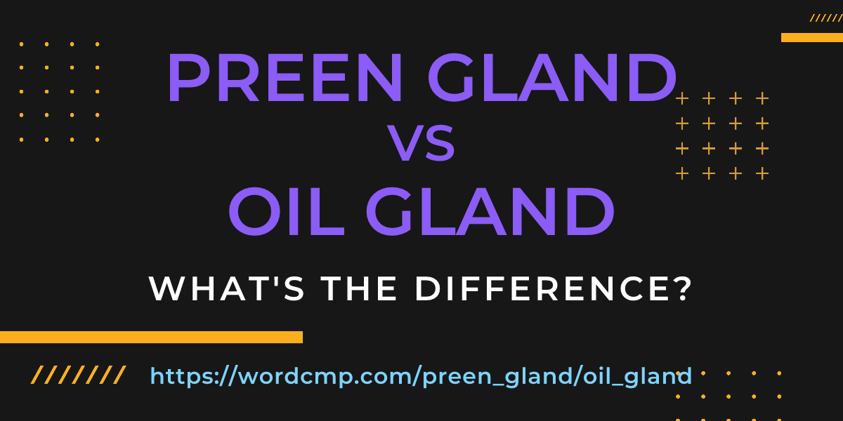 Difference between preen gland and oil gland