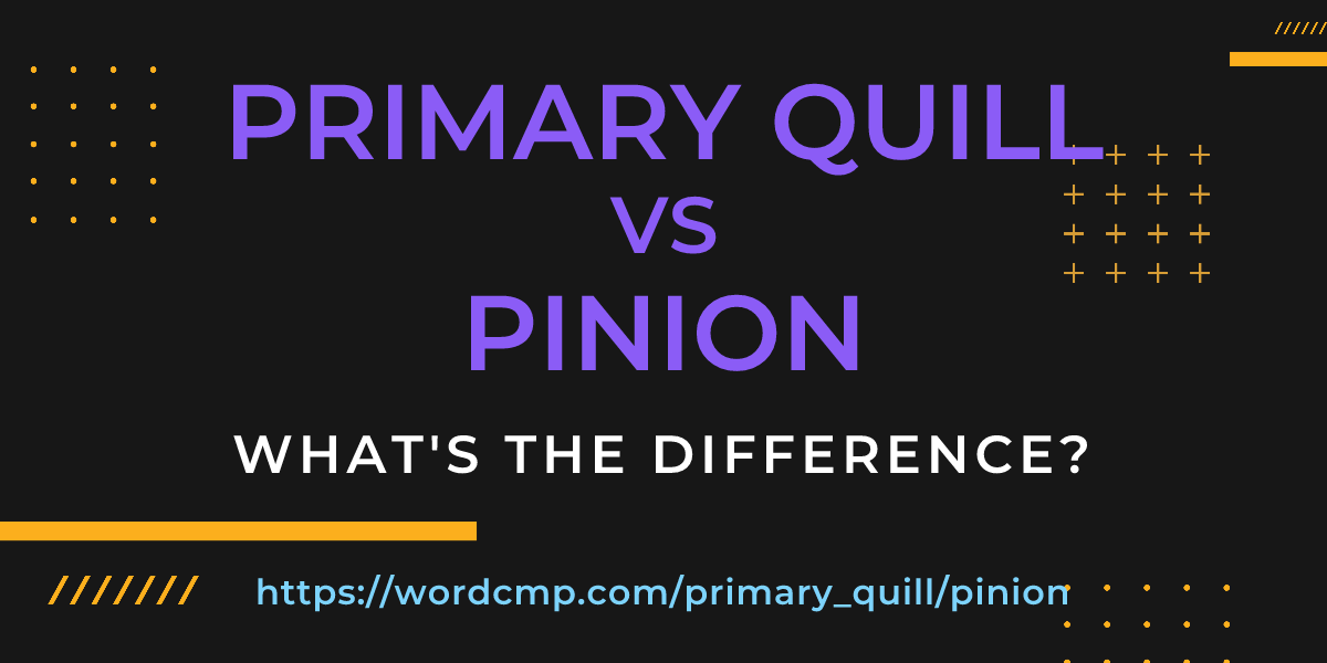Difference between primary quill and pinion
