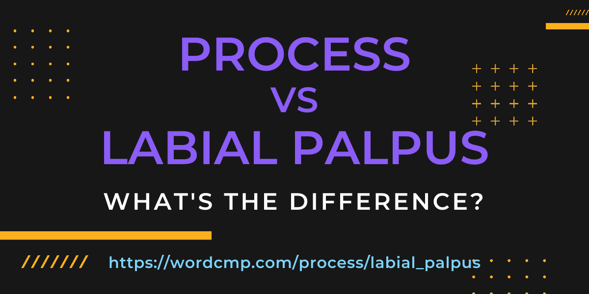 Difference between process and labial palpus