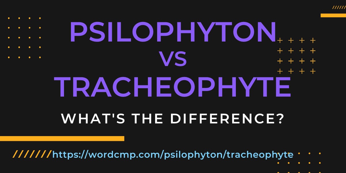 Difference between psilophyton and tracheophyte