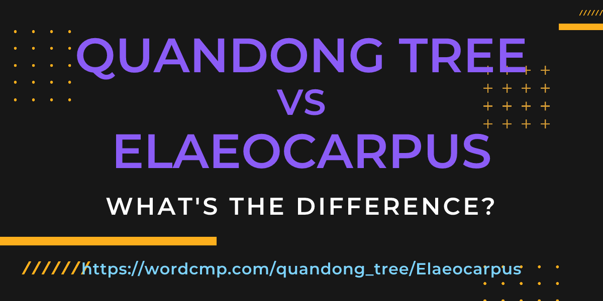 Difference between quandong tree and Elaeocarpus