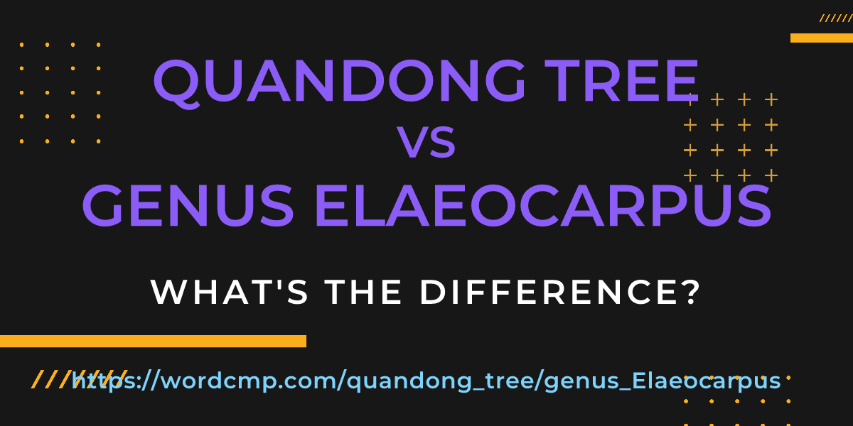 Difference between quandong tree and genus Elaeocarpus