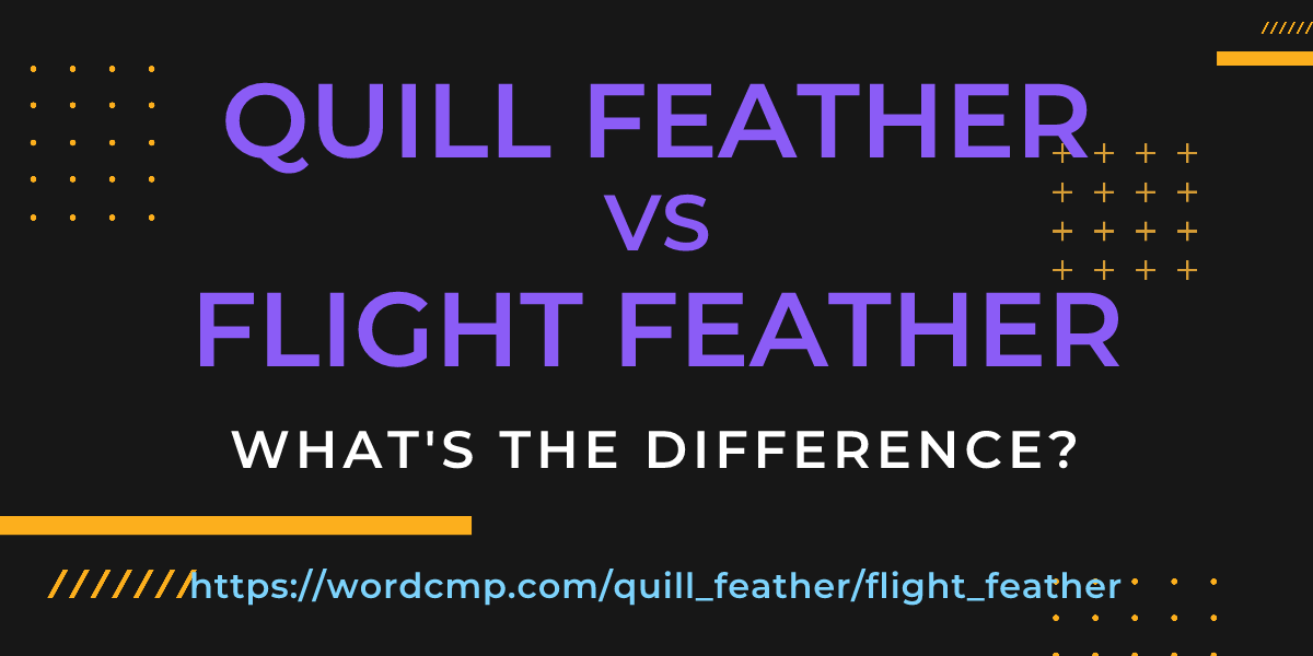Difference between quill feather and flight feather