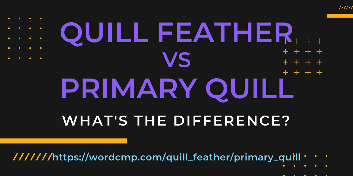 Difference between quill feather and primary quill