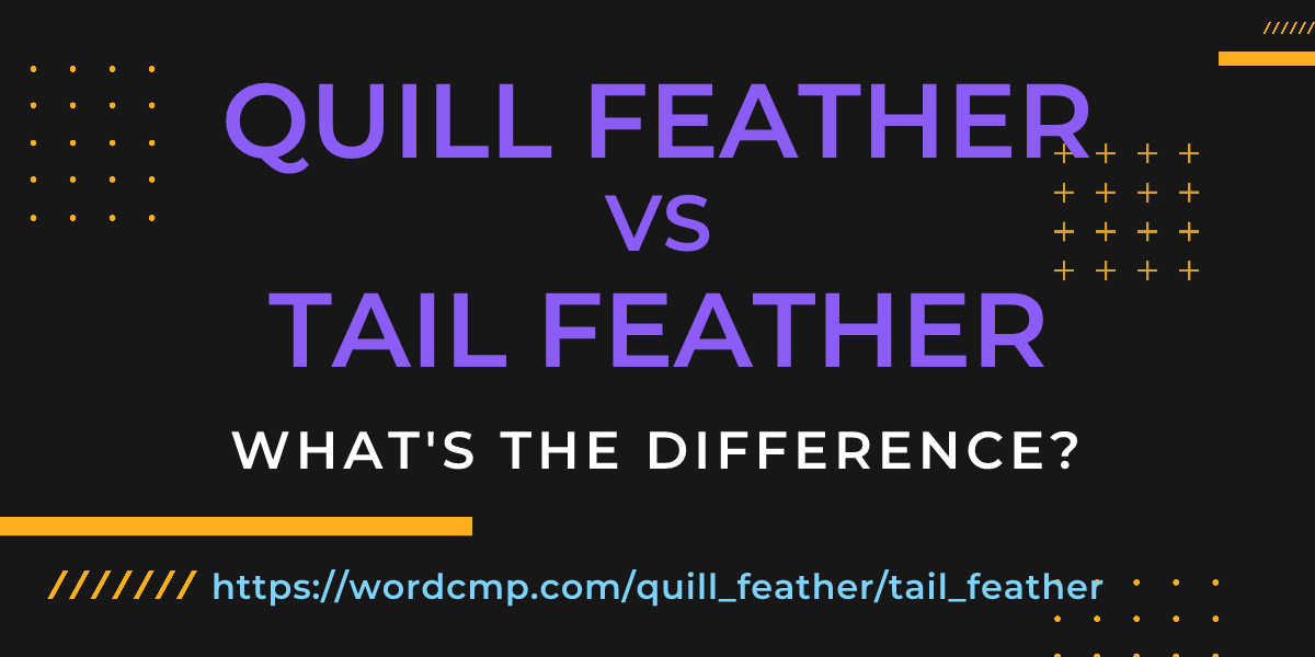 Difference between quill feather and tail feather