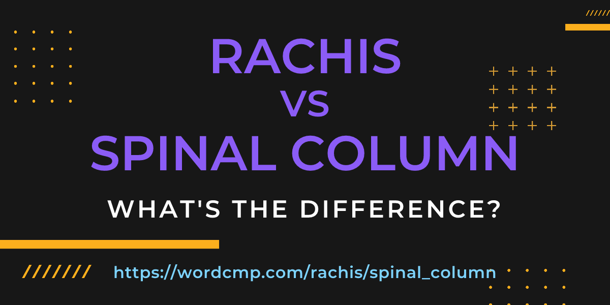 Difference between rachis and spinal column