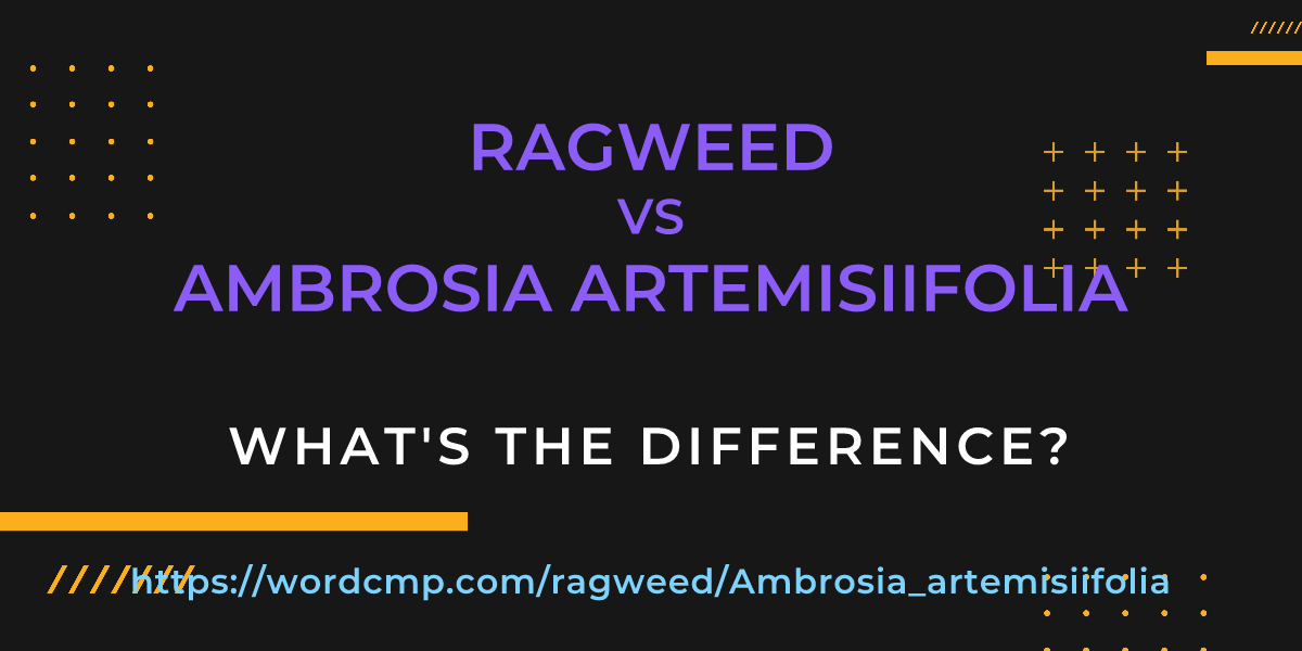 Difference between ragweed and Ambrosia artemisiifolia