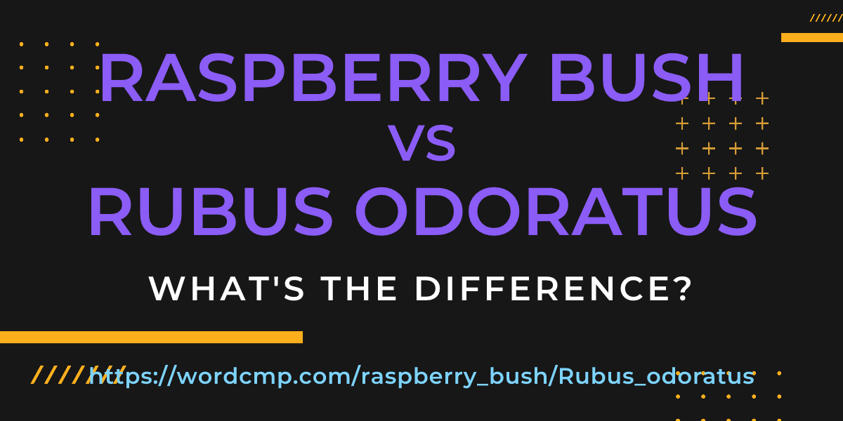 Difference between raspberry bush and Rubus odoratus