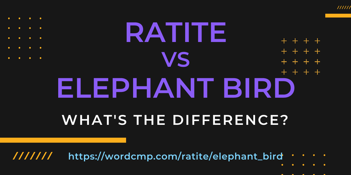 Difference between ratite and elephant bird