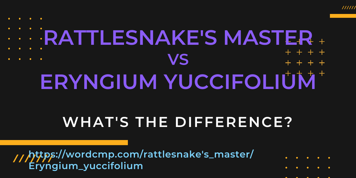 Difference between rattlesnake's master and Eryngium yuccifolium