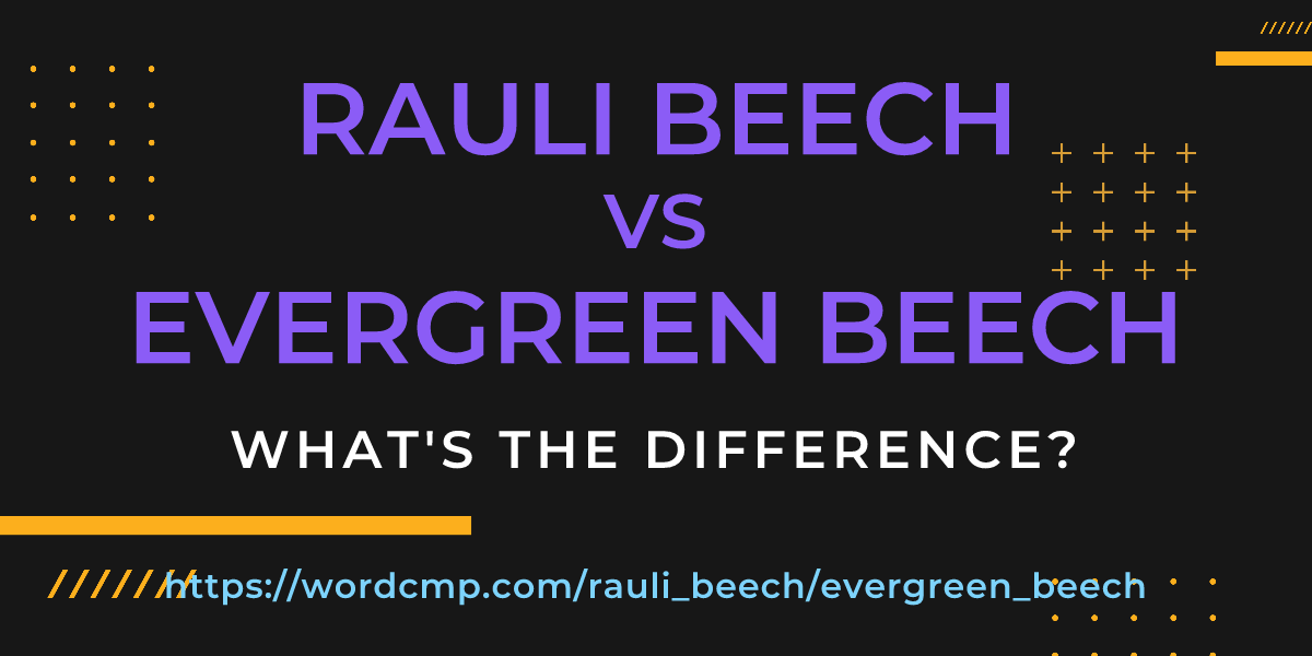 Difference between rauli beech and evergreen beech
