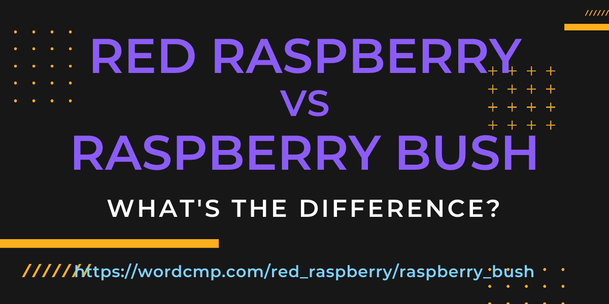 Difference between red raspberry and raspberry bush
