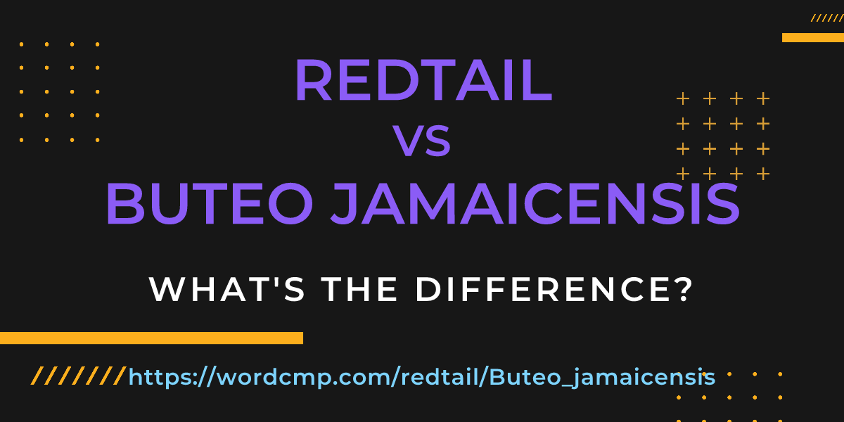 Difference between redtail and Buteo jamaicensis