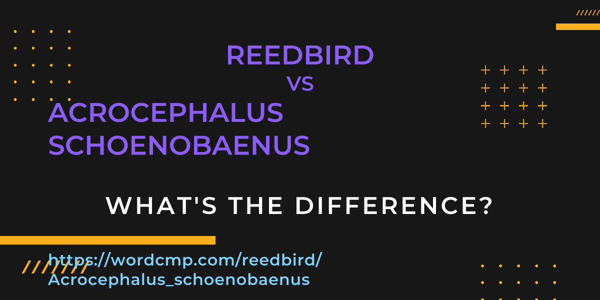 Difference between reedbird and Acrocephalus schoenobaenus