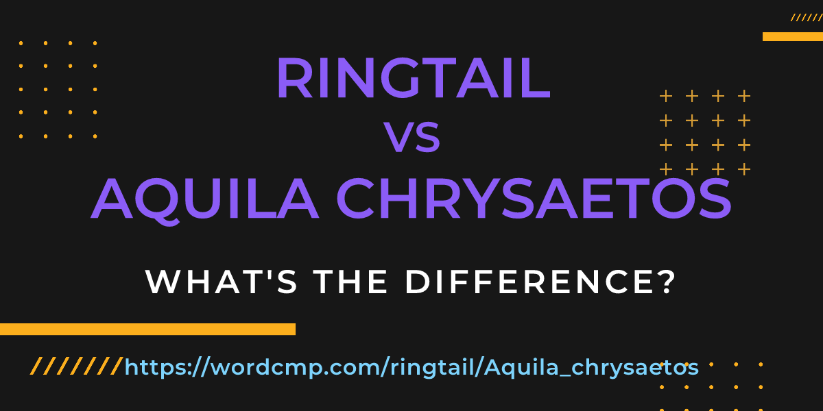 Difference between ringtail and Aquila chrysaetos