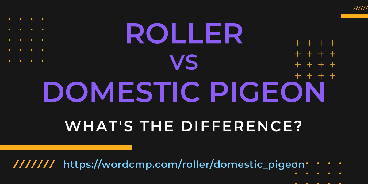 Difference between roller and domestic pigeon