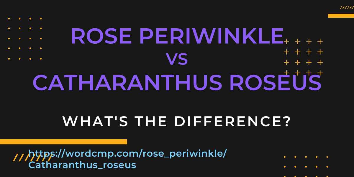 Difference between rose periwinkle and Catharanthus roseus
