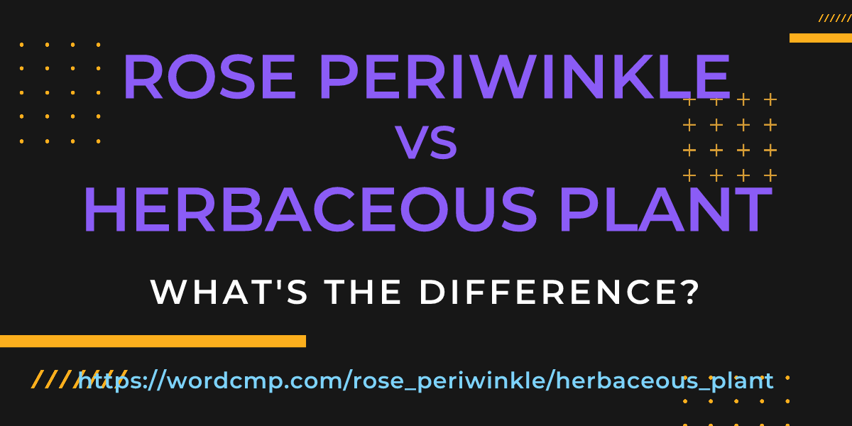 Difference between rose periwinkle and herbaceous plant