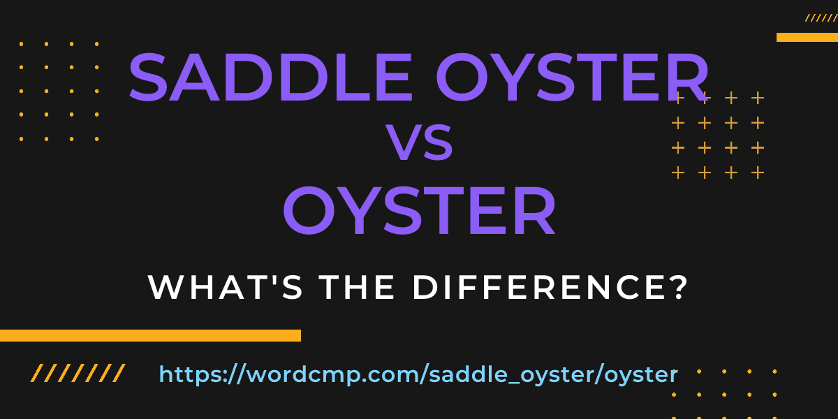 Difference between saddle oyster and oyster
