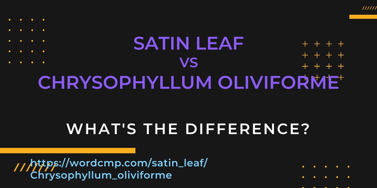 Difference between satin leaf and Chrysophyllum oliviforme
