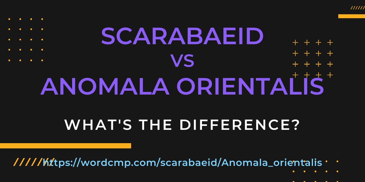 Difference between scarabaeid and Anomala orientalis