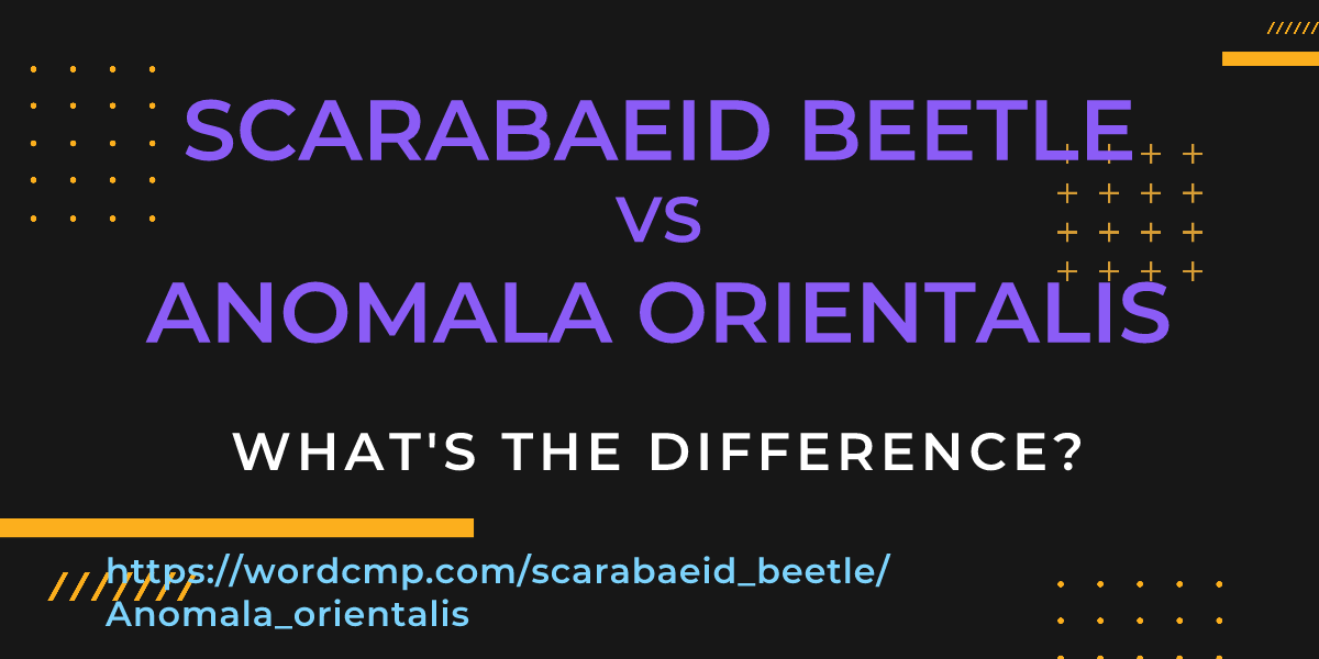 Difference between scarabaeid beetle and Anomala orientalis