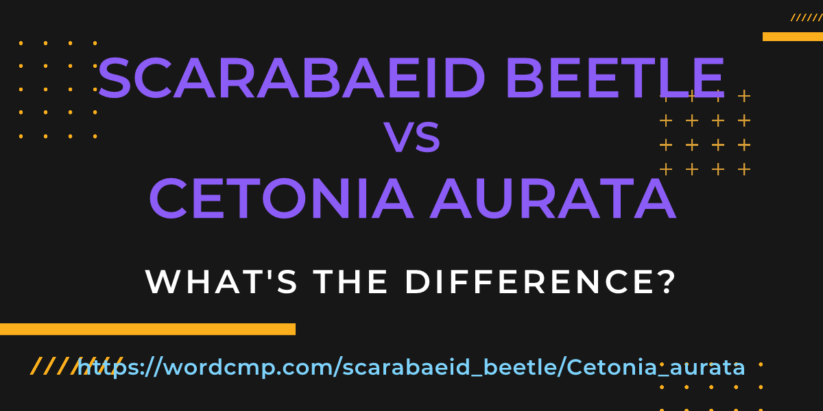 Difference between scarabaeid beetle and Cetonia aurata