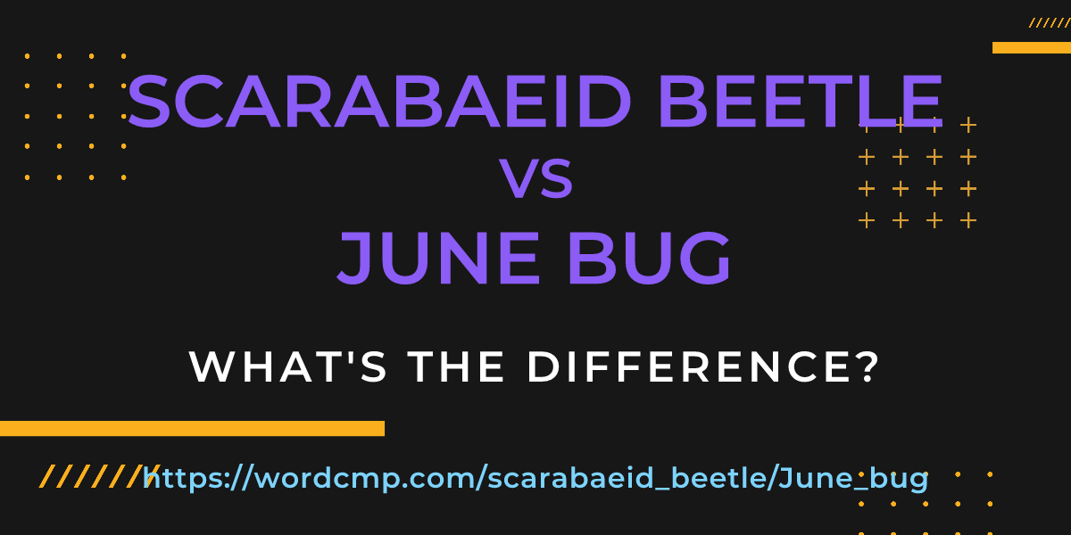 Difference between scarabaeid beetle and June bug