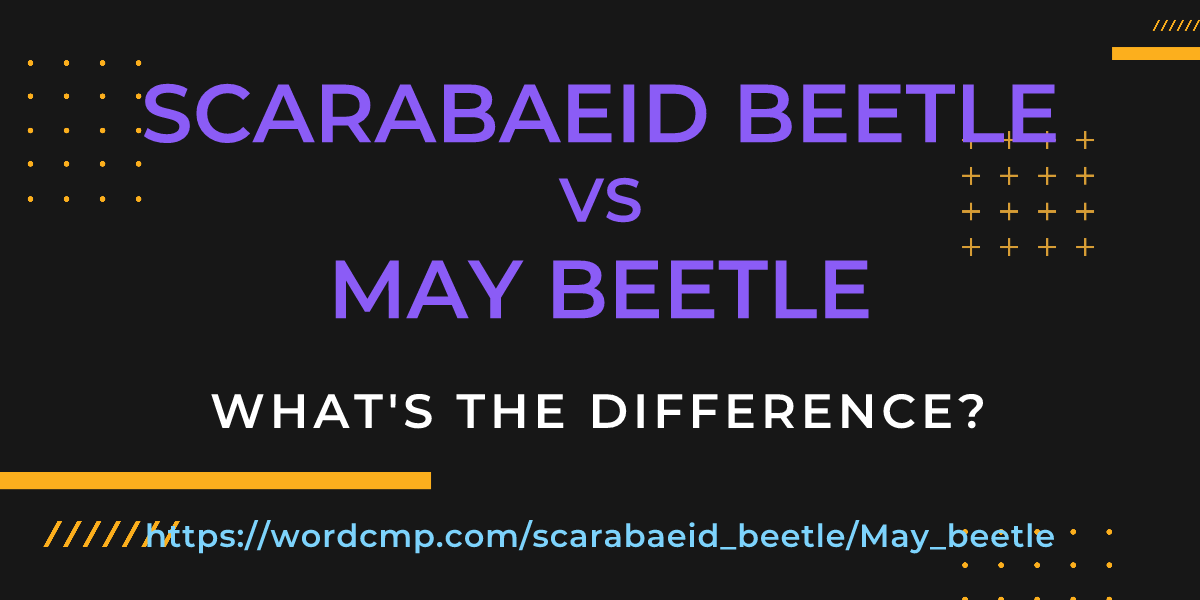 Difference between scarabaeid beetle and May beetle