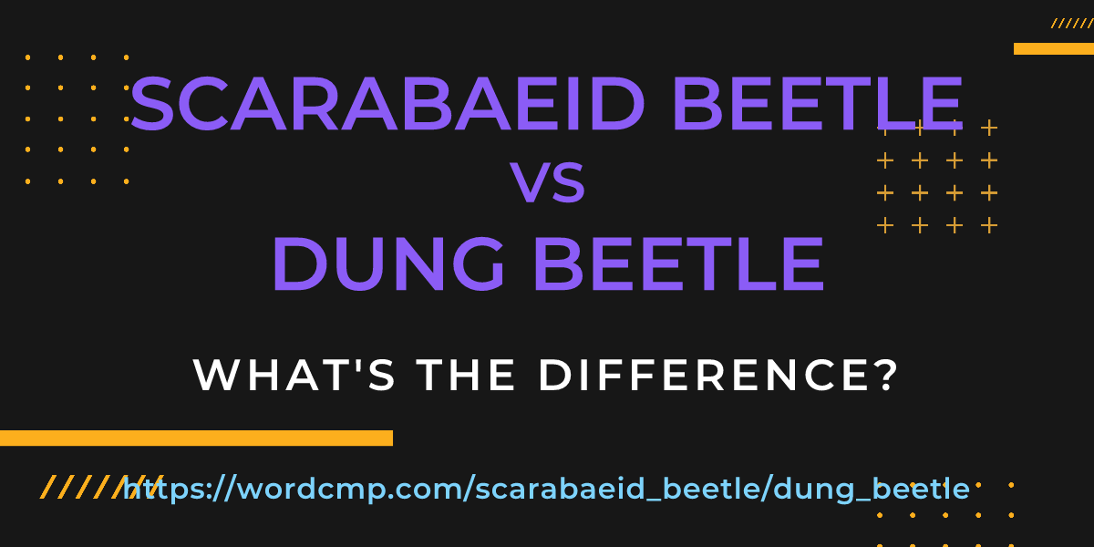 Difference between scarabaeid beetle and dung beetle