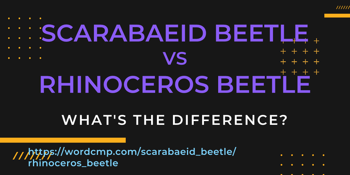 Difference between scarabaeid beetle and rhinoceros beetle