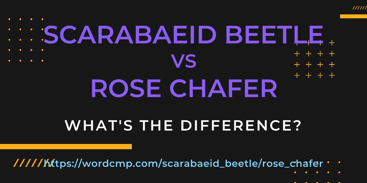 Difference between scarabaeid beetle and rose chafer
