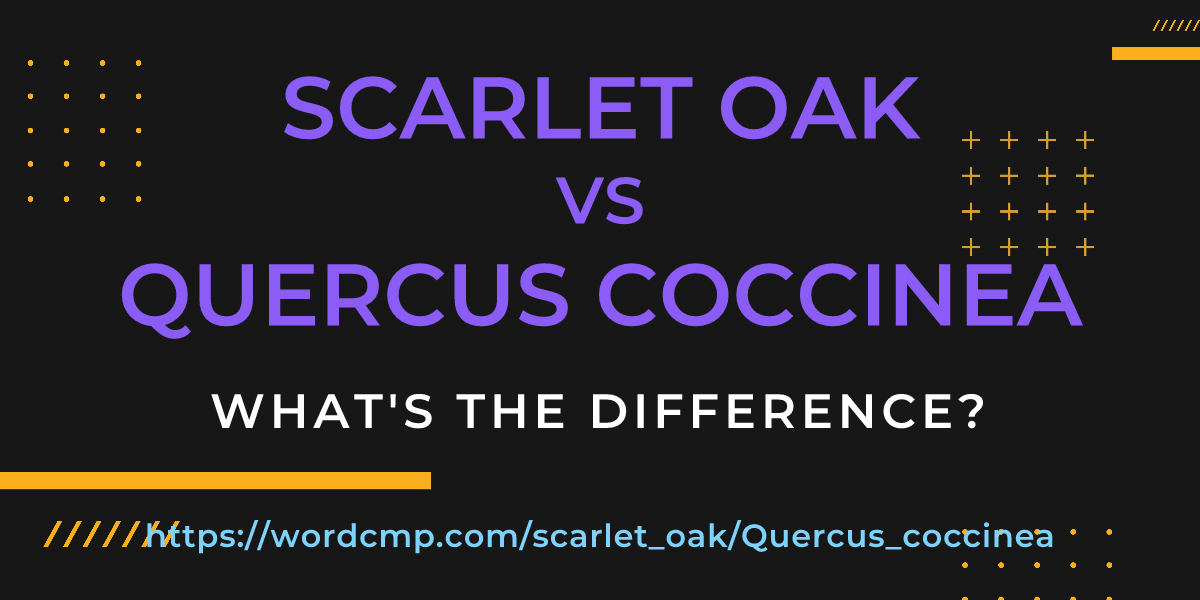 Difference between scarlet oak and Quercus coccinea