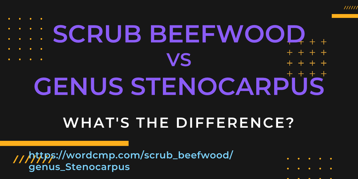Difference between scrub beefwood and genus Stenocarpus