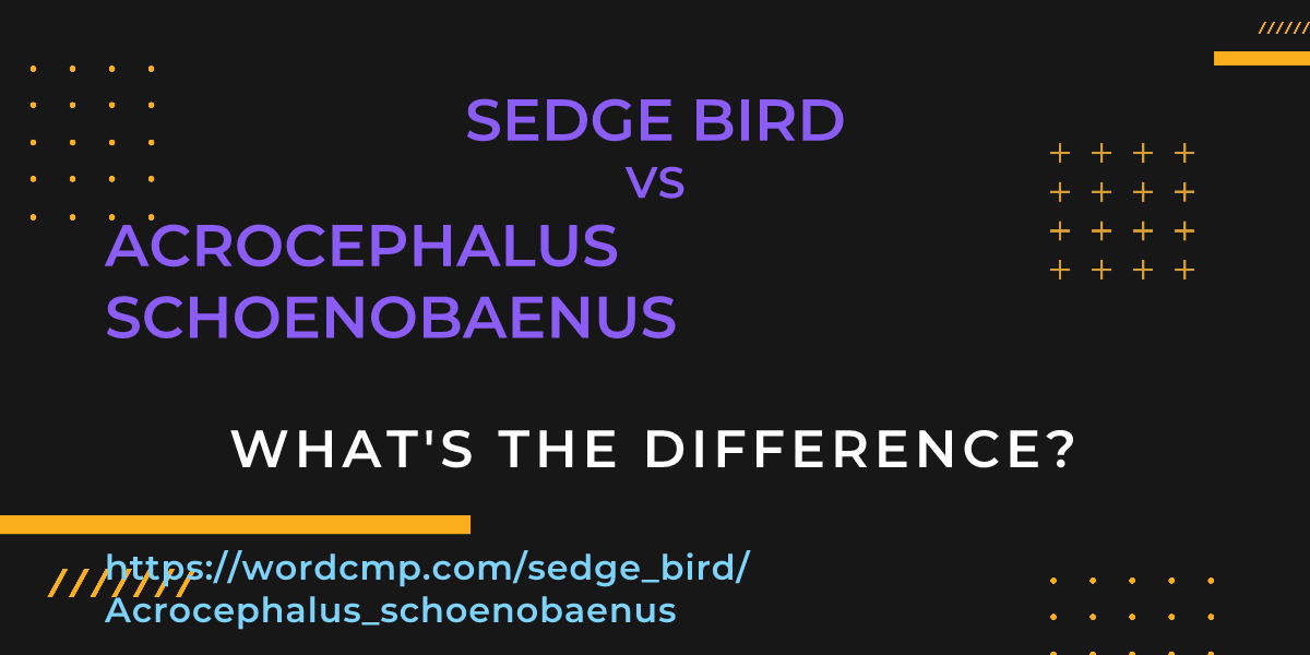 Difference between sedge bird and Acrocephalus schoenobaenus