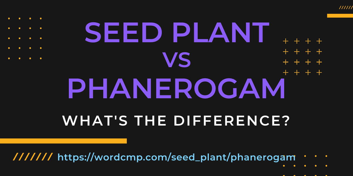 Difference between seed plant and phanerogam