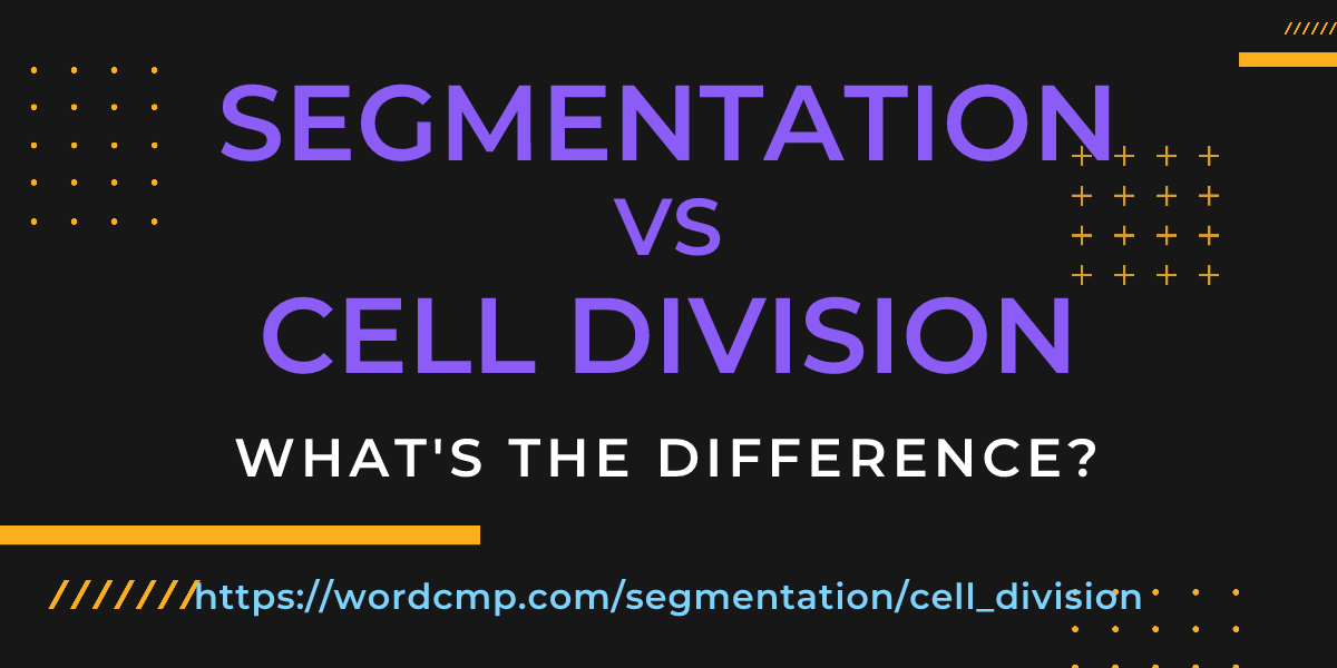 Difference between segmentation and cell division