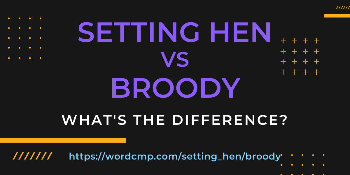 Difference between setting hen and broody