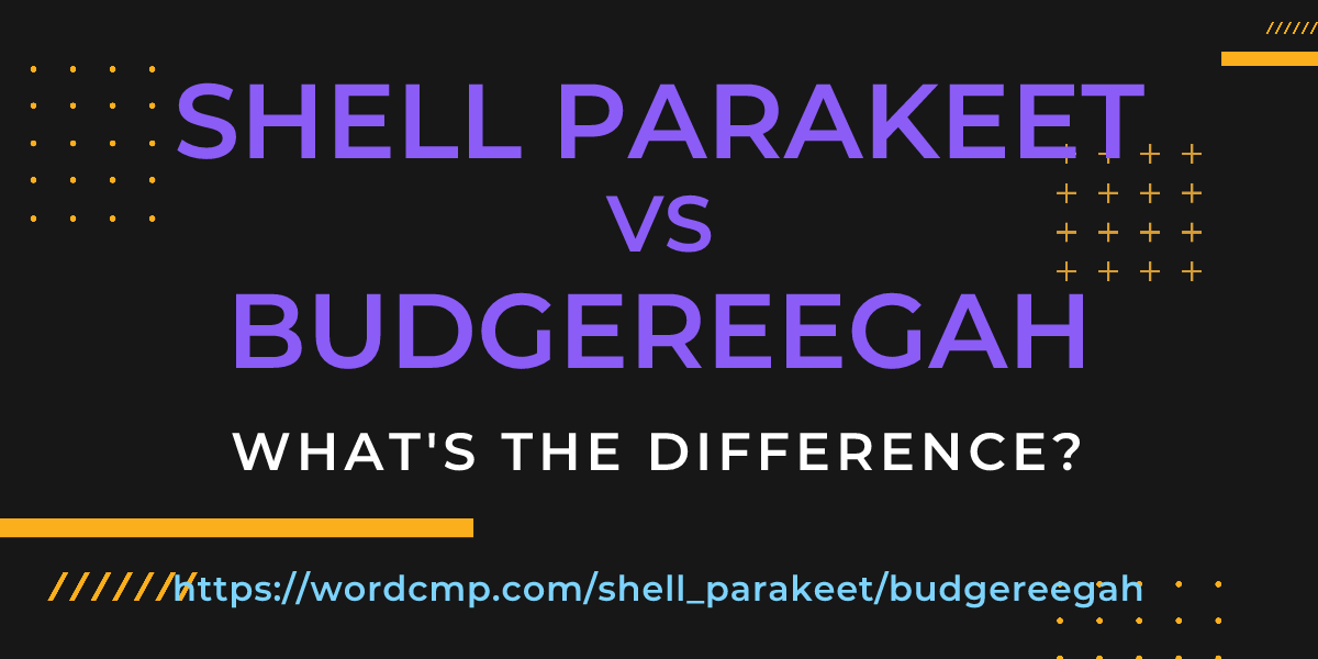 Difference between shell parakeet and budgereegah