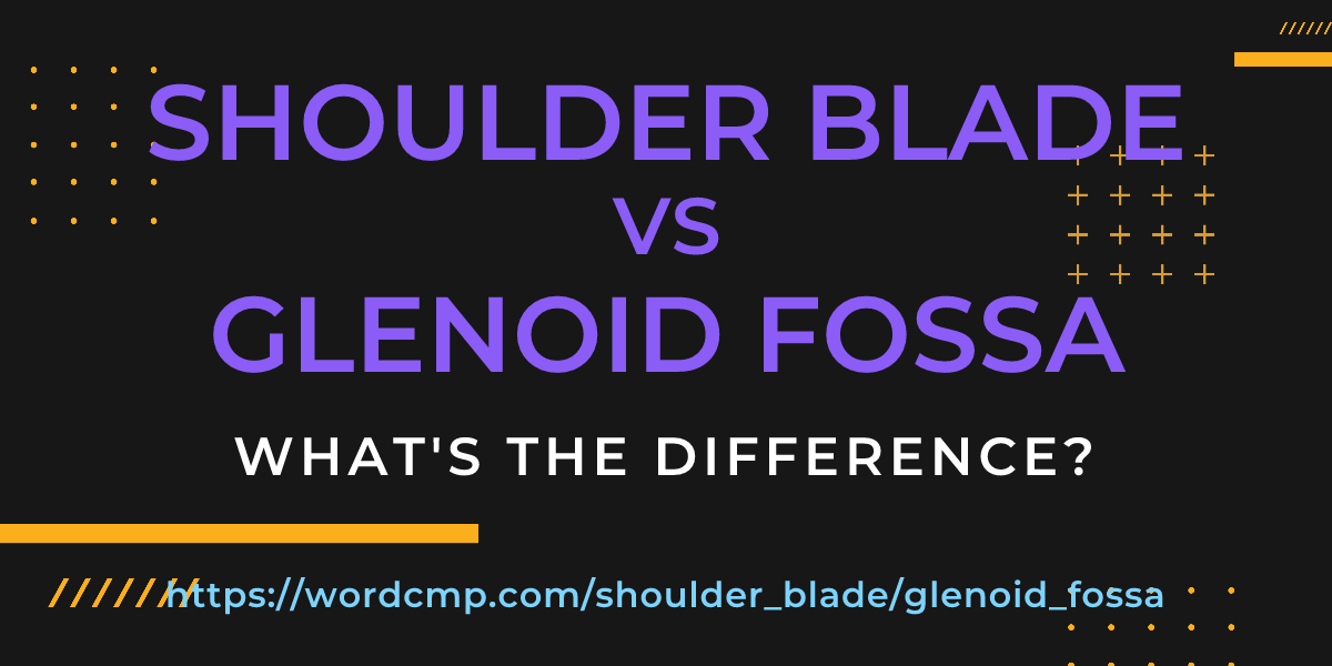 Difference between shoulder blade and glenoid fossa