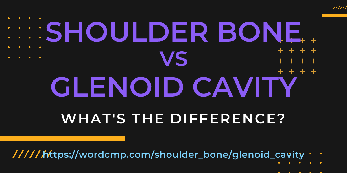 Difference between shoulder bone and glenoid cavity
