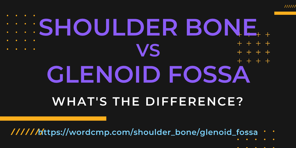 Difference between shoulder bone and glenoid fossa