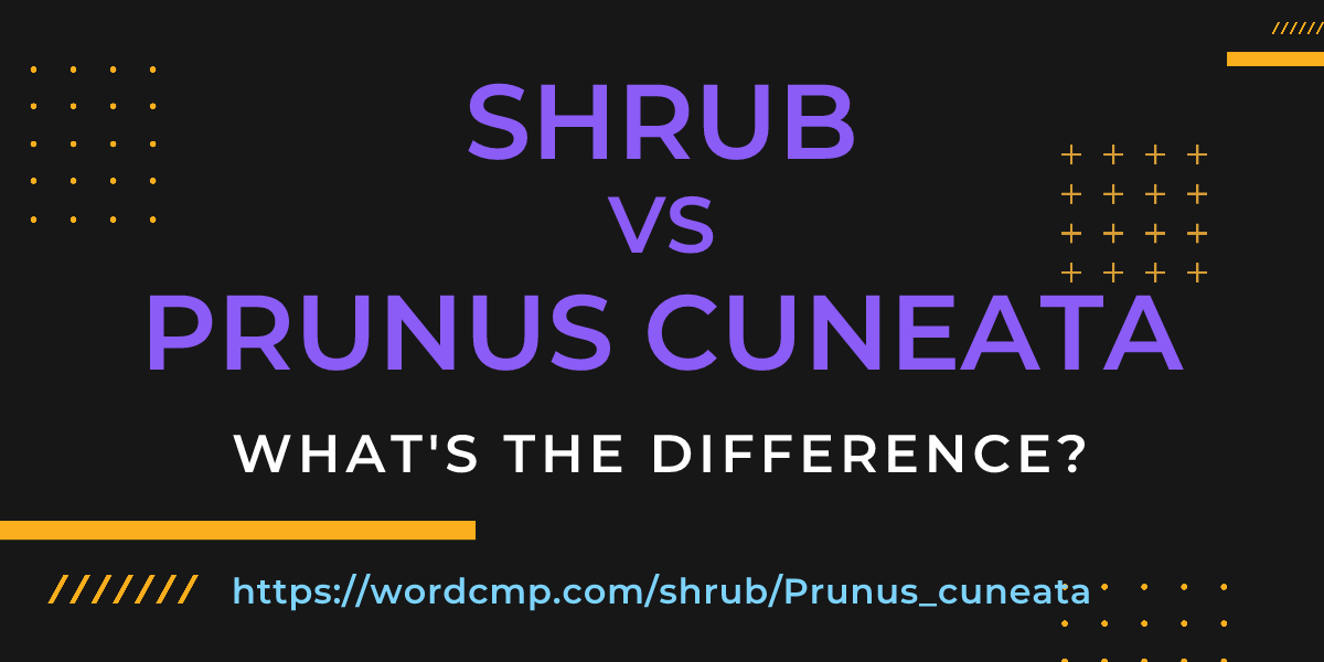 Difference between shrub and Prunus cuneata