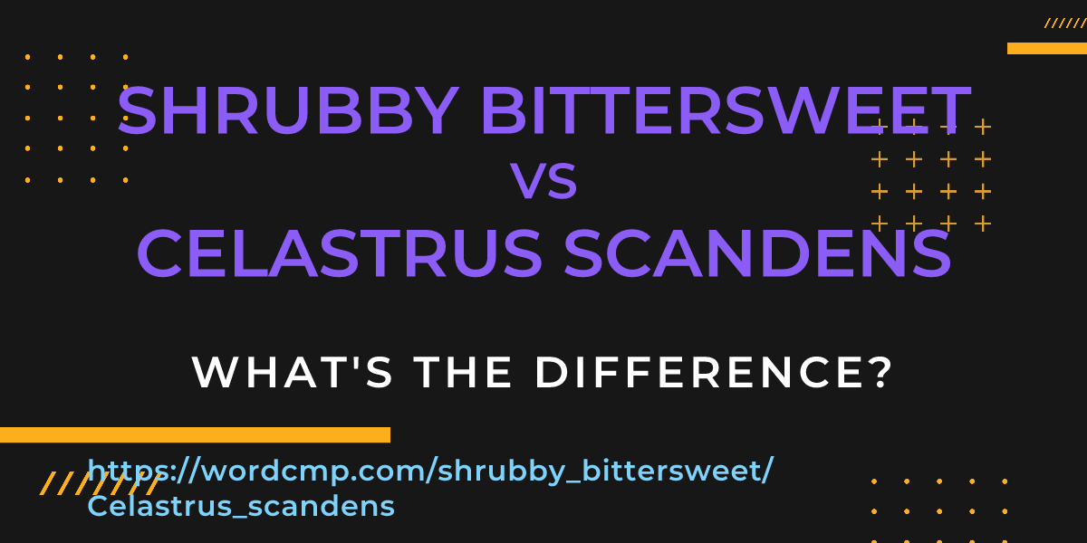 Difference between shrubby bittersweet and Celastrus scandens