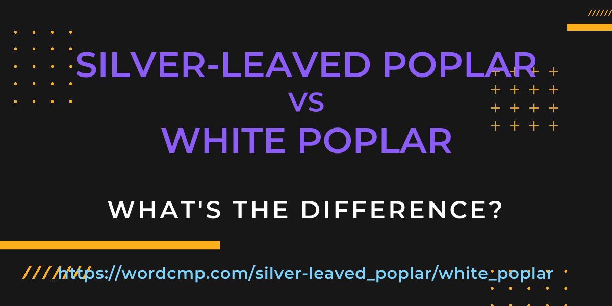 Difference between silver-leaved poplar and white poplar