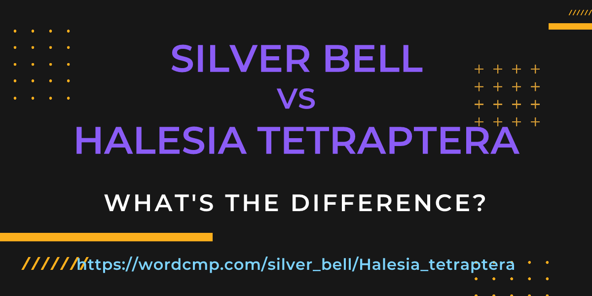 Difference between silver bell and Halesia tetraptera