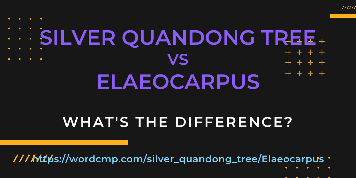 Difference between silver quandong tree and Elaeocarpus